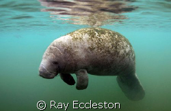 Lone Manatee. Camera Nikon D-200 by Ray Eccleston 